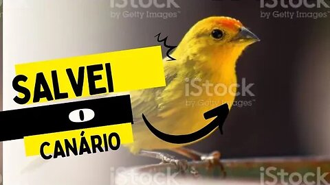 SALVEI UM CANÁRIO BALEADO/ GRAVEI VIDEO SEM APARECER