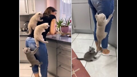 The Beautiful Kittens Climb Their Mom as They Couldn’t Wait for Food