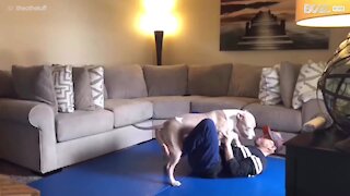 Pitbull træner sammen med sin ejer