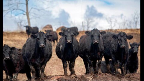 UPWARD OF 10K CATTLE DIED IN KANSAS