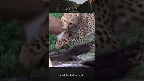 "Watch a Cheetah Take Down an Impala in Seconds!"