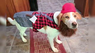 Dogs in Halloween Costumes