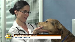 Pet Talk Tuesday - Fleas and ticks