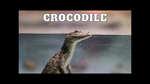 "Unveiling the Ancient Mysteries: The Incredible World of Crocodiles 🐊"