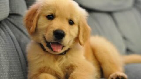 Best Of Cute Golden Retriever Puppies Compilation