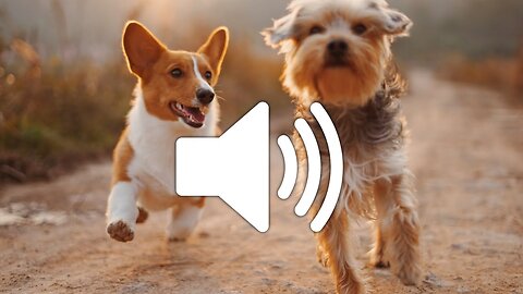 Dog sound_dog barking