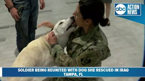 Emotional reunion between soldier and dog she rescued