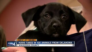 HAWS of Waukesha County rescues 100 dogs and cats from Oklahoma ahead of storm outbreak