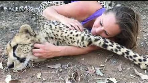 The sweet friendship between a woman and cheetahs