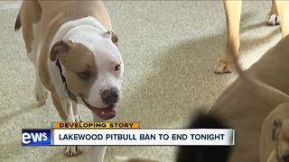 Lakewood ending pitbull ban, replacing it with new non-breed specific 'dangerous dog' ordinance