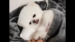 cute puppy