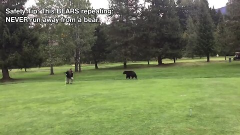 Bears Bears Bears!