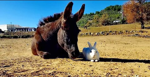 Rescue bunny says good morning to his donkey friends