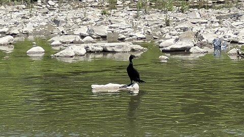 Lonely cormorant