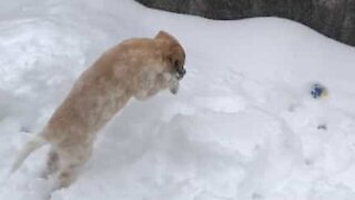 La neige est si épaisse que ce chien ne retrouve plus sa balle!