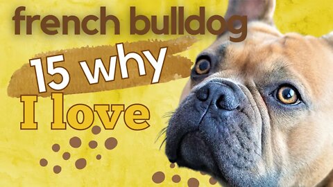 2023 New Top 15 Reasons Why We Love French Bulldogs