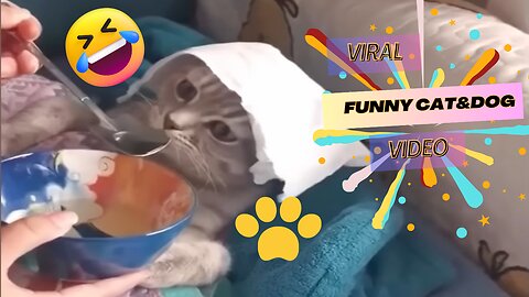 New Funny Videos 2023 😍 Cutest Cats and Dogs 🐱🐶 #dog #cat #cute @viral #animal#2024 #funny #trending