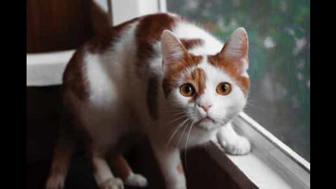 En jouant, ces deux chiens traumatisent un pauvre chat !