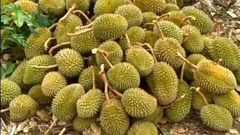 durian fruit harvest