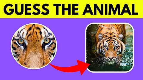 Guess The Animal From The Zoomed Image