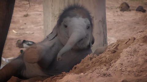 Baby Elephant Gets Itself Stuck In The Sand