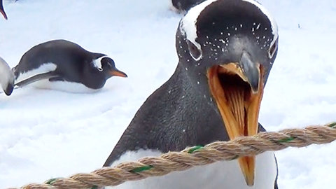 Curious Penguin making OMG face