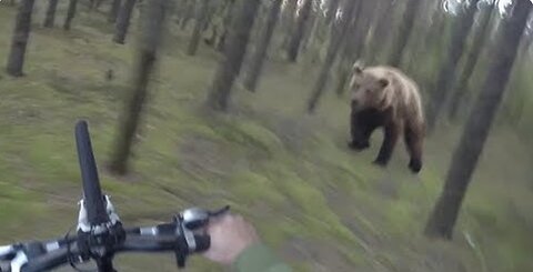 Bear Attack, Man is trying to run away from attacking Bear
