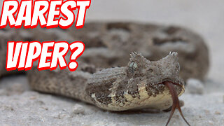The Rarest Viper To See!