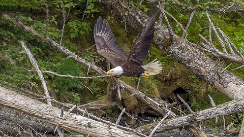 Bald Eagle Low Flyby, Sony A1/Sony Alpha1, 4k