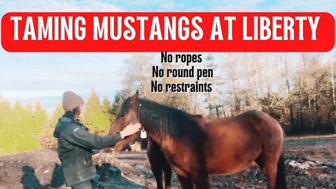Taming Mustangs At Liberty: Teaching The Hand Target