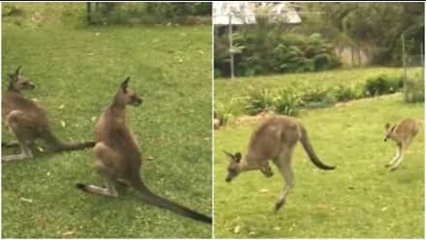 Baby canguro raggiunge la famiglia sul prato