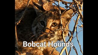 High desert bobcat hound hunt