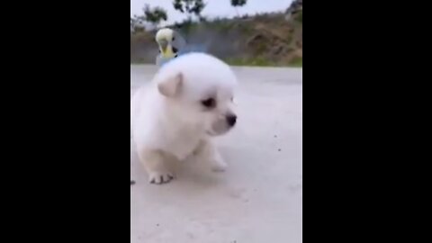 Cute puppy ❤️dog 😘 whatsapp status