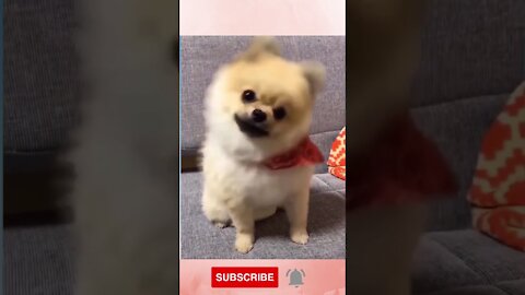 Cute dog with funny reaction! | Funny Animal Videos!!!!