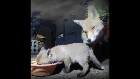 🦊Is this new male #fox the brother and son of our 2 resident vixens - we examine the evidence?