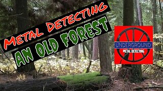 Metal Detecting in an Old Forest