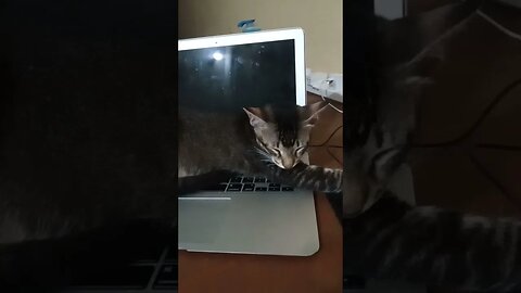 The cat and the Apple mac.