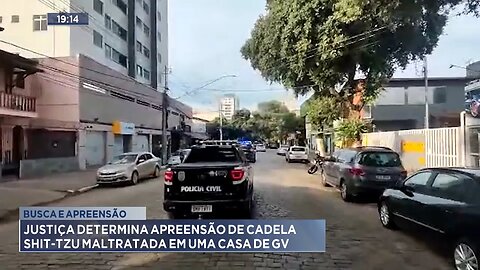 Busca e Apreensão: Justiça Determina Apreensão de Cadela Shit-tzu Maltratada em uma Casa de GV.