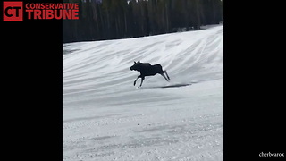 Snowboarders See Moose