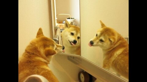 Cute Dog REACTION in Front of MIRROR| [Funny Pets]