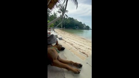 Dog Sleeping On The Beach.