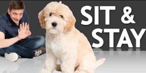 How to Teach any Puppy to Sit and Stay