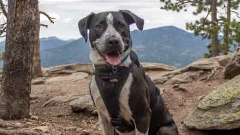 Cachorro adora roer a própria pata!