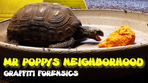 Mr Poppy's Neighborhood