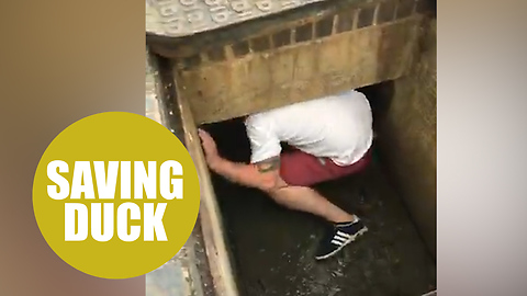 Video shows hero dad climbing into storm drain to save two stranded ducklings
