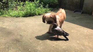 Dog meets pigeon, strike up instant friendship