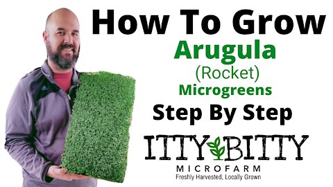 How To Grow Arugula Microgreens