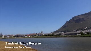 SOUTH AFRICA - Cape Town - Cape Town International Kite Festival (Video) (KMh)