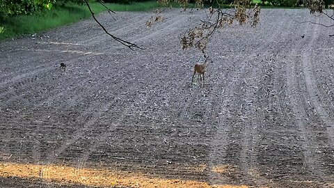 Fawn following mother