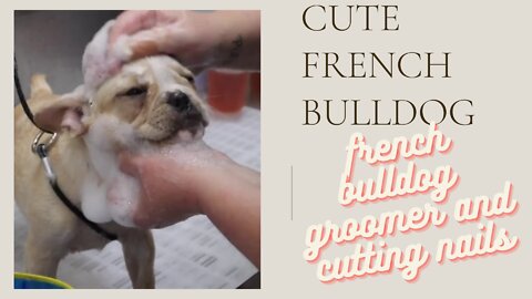 CUTE FRENCH BULLDOG GROOMER AND CUTTING NAILS